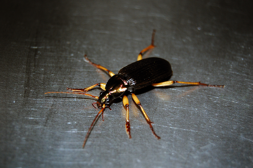 a brown bug on top of metal with one eye