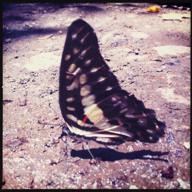 the underside of a black and white erfly on the ground