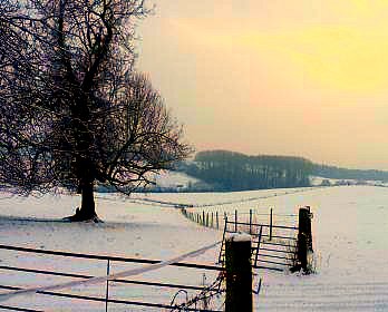 a rural landscape in winter with bare trees