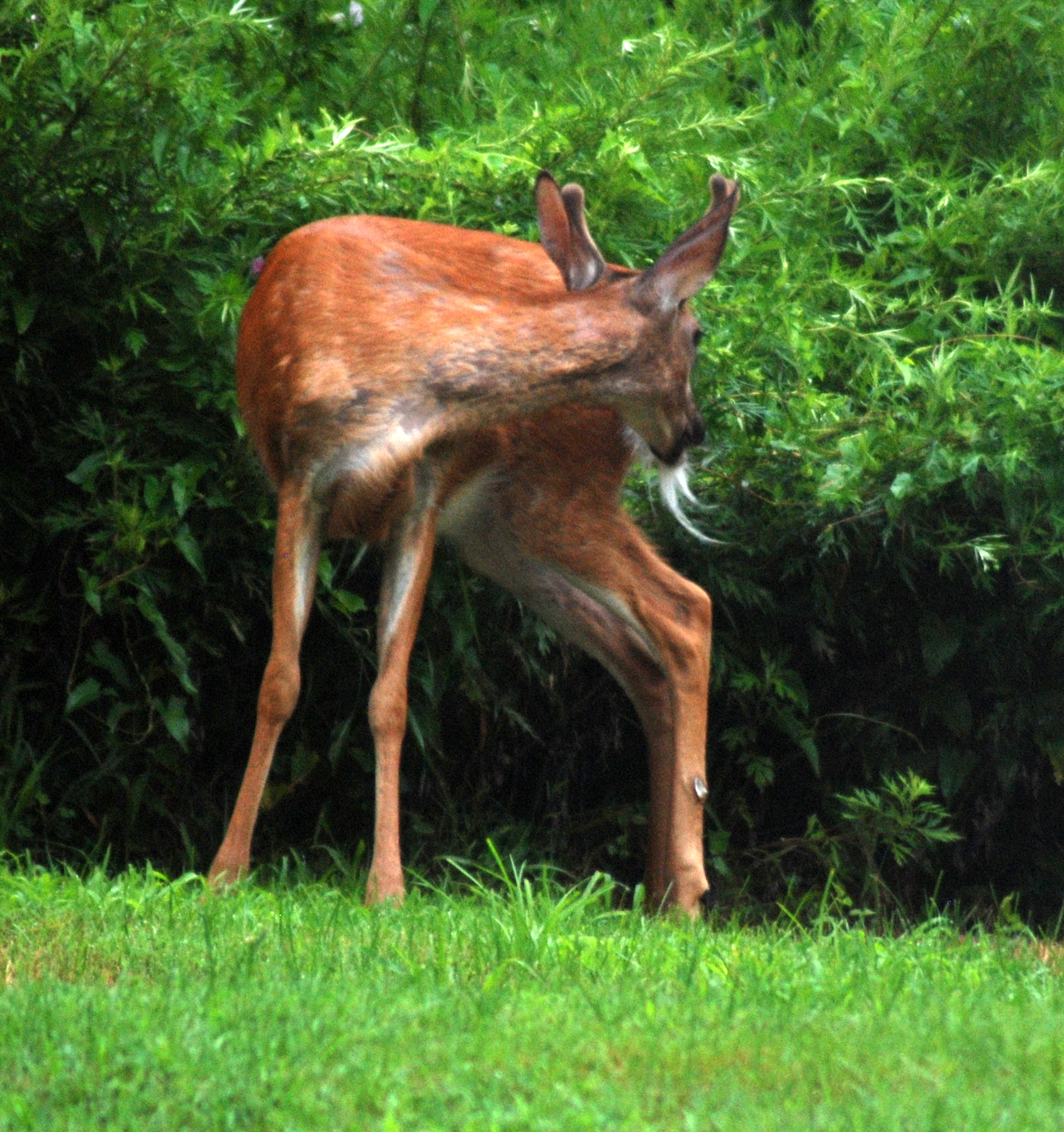 an animal that is standing in the grass