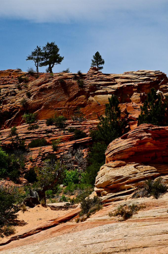 some trees in a rocky area with a sky background