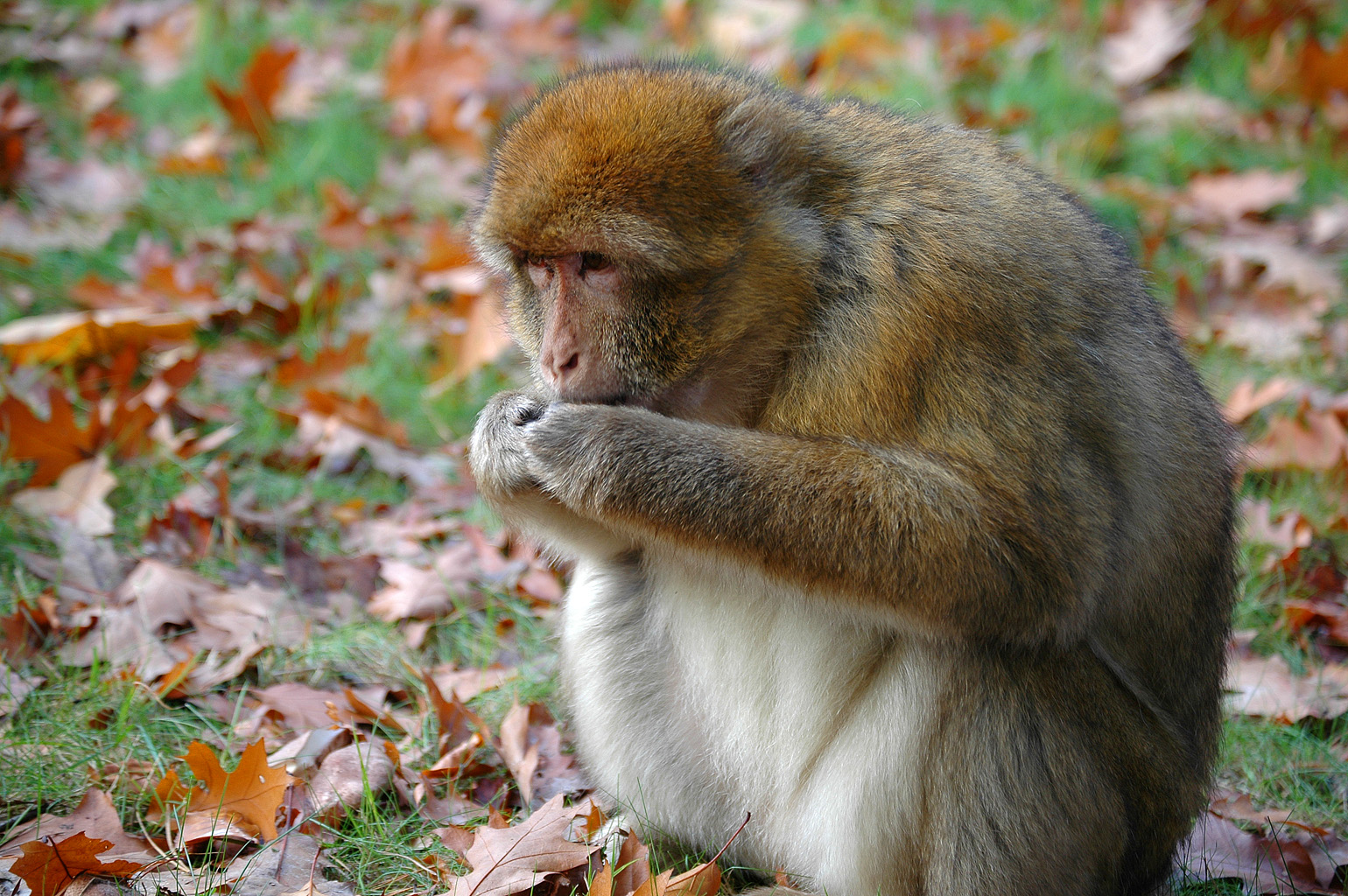 a monkey sitting on the ground with his hands in its lap