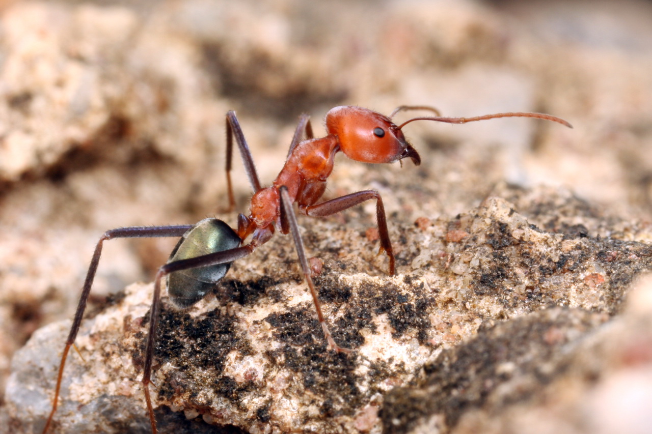 an ant stands on top of a rock