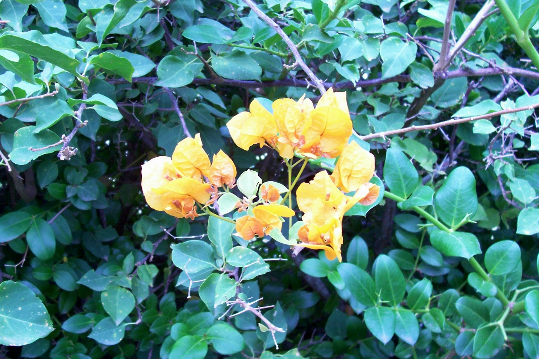 the yellow flowers are all blooming on the tree