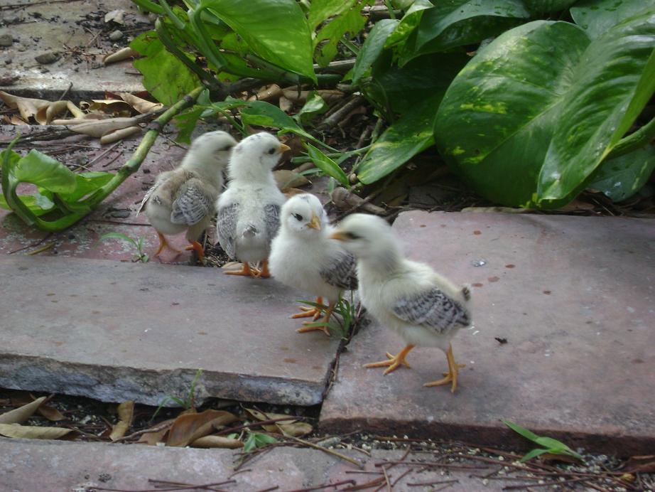 four baby chicks walking on a concrete slab near plants