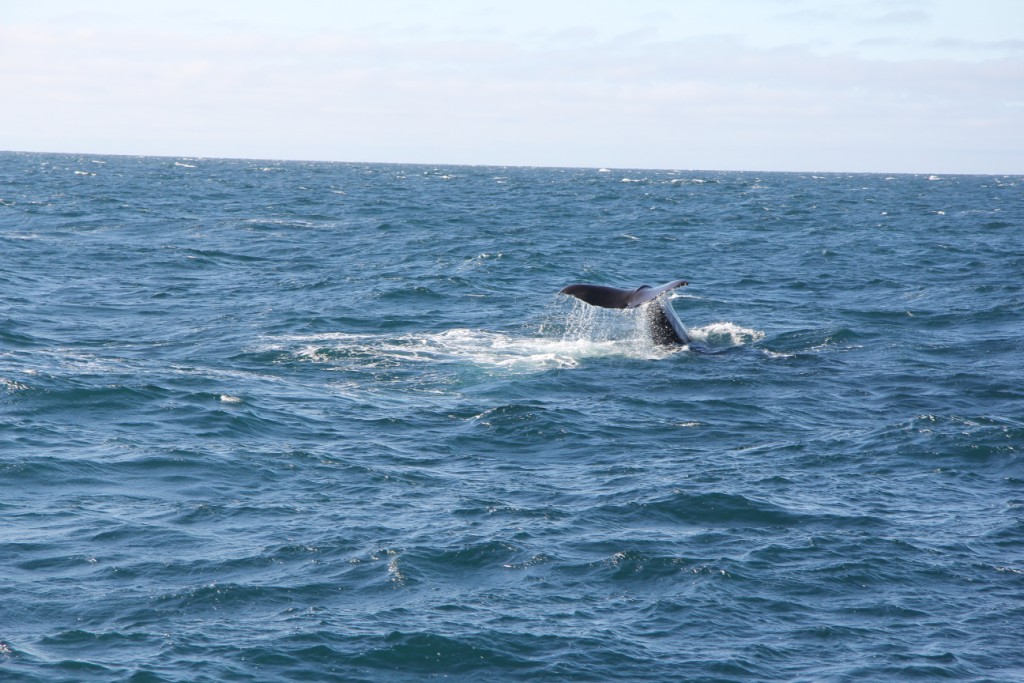a whale tail dives into the water