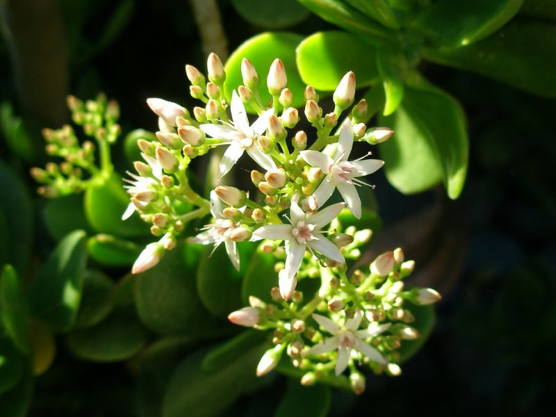 a small cluster of white flowers with green leaves in the background