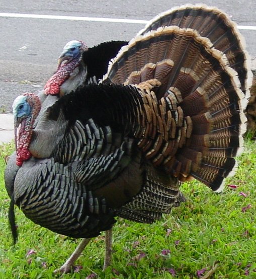 a large turkey standing on top of green grass