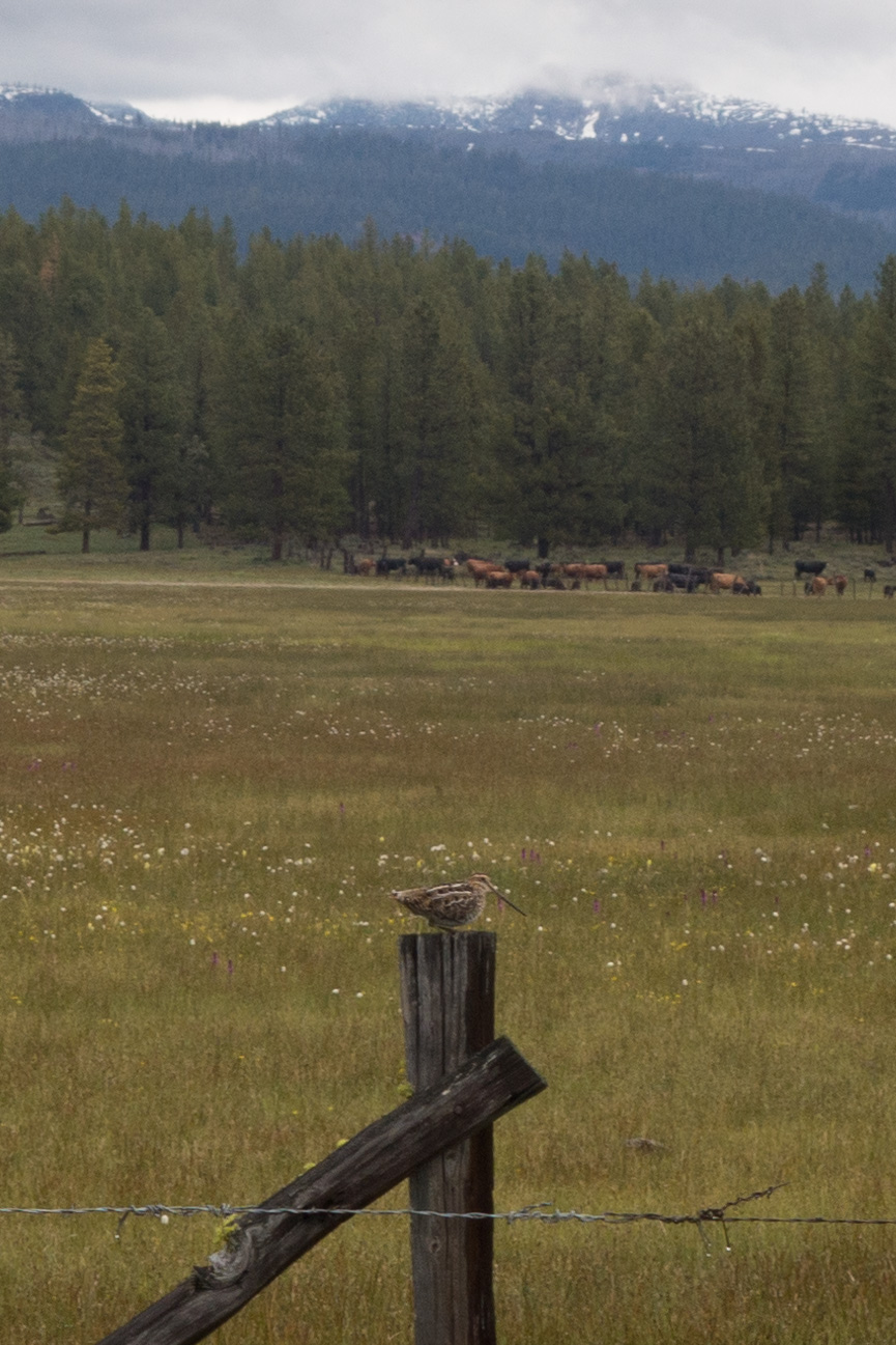 a fence in the middle of an open field