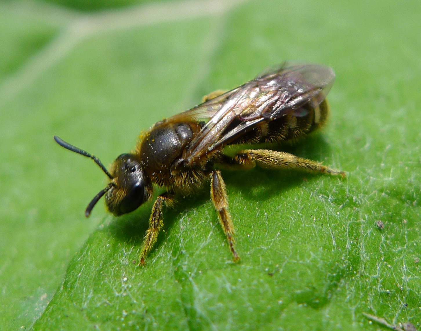 the tiny insect is sitting on a green leaf