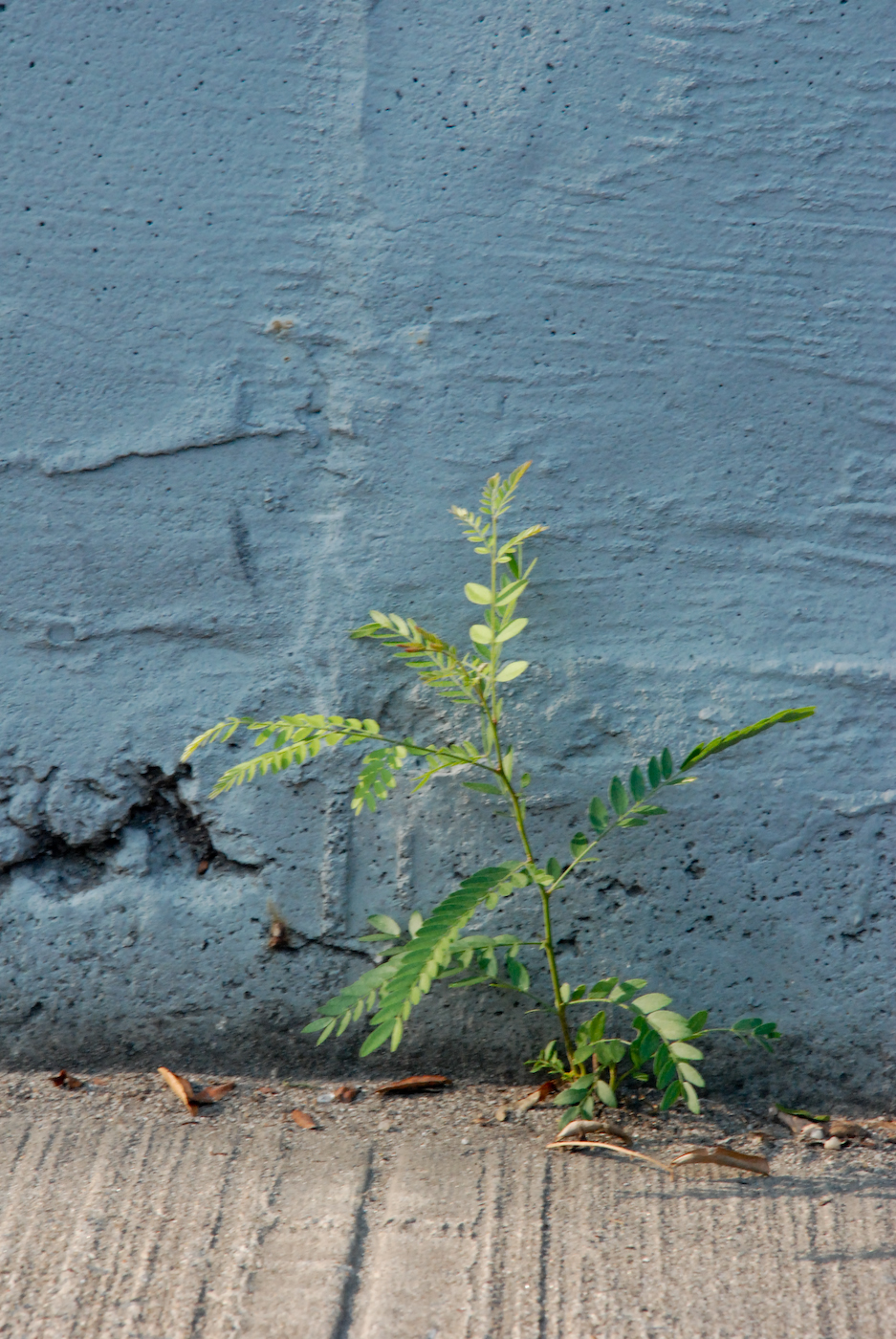a green plant on the corner of a wall