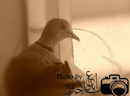 a close up of a bird near a window with a camera in it