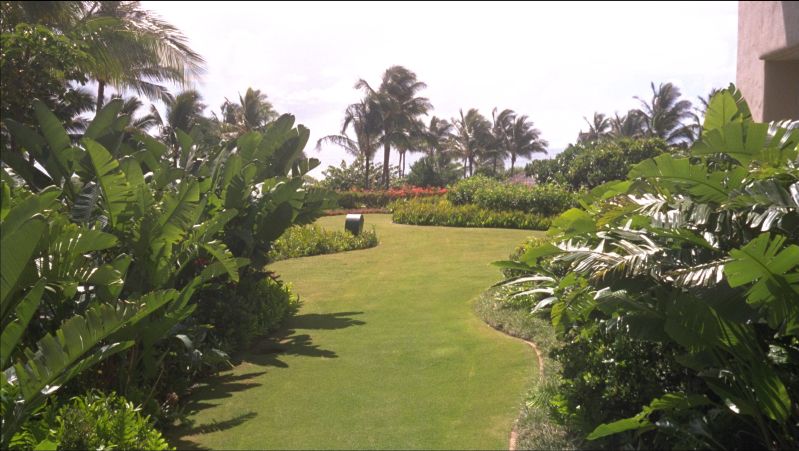 a view from a distance shows palm trees and tropical vegetation