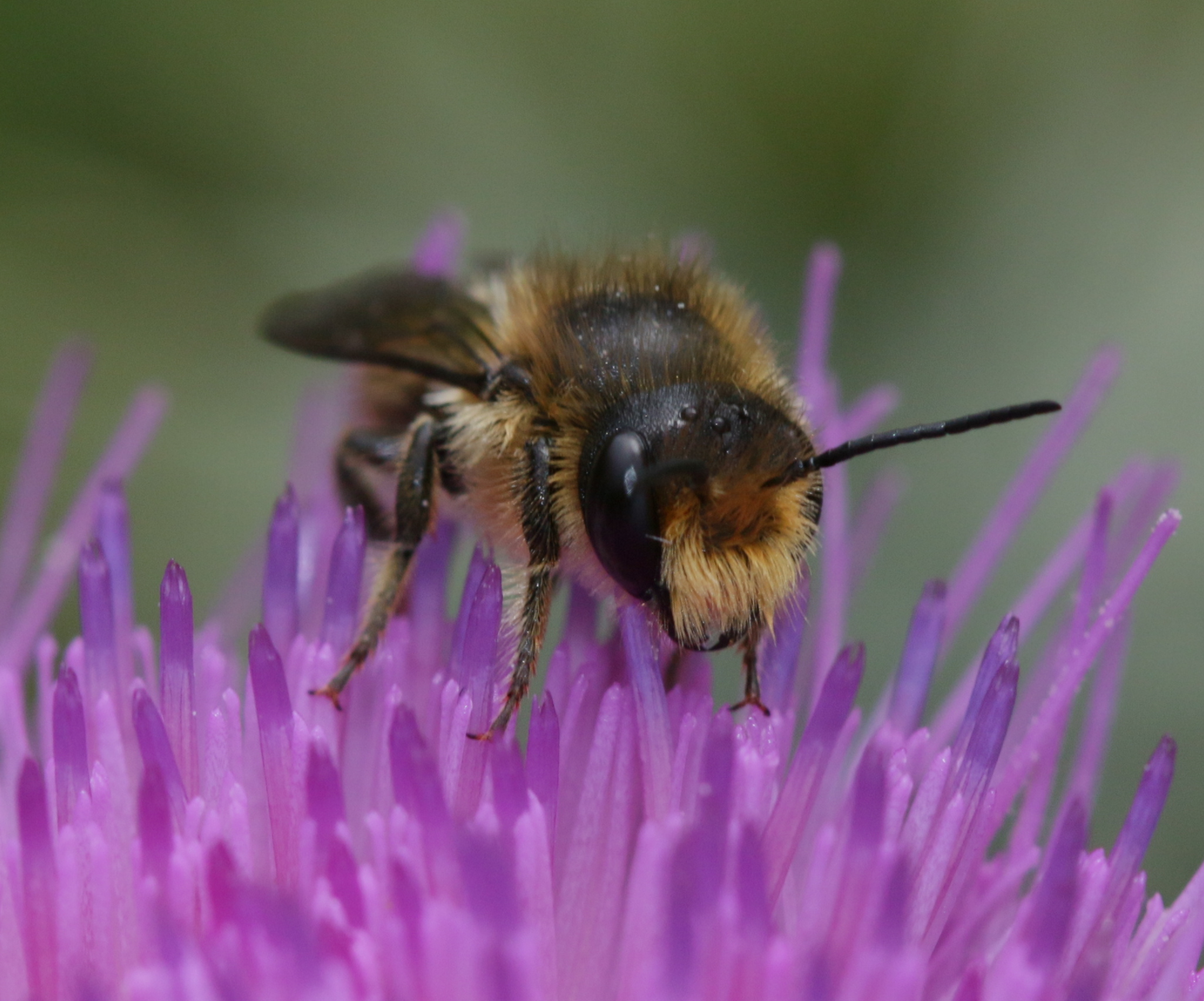 the bee is sitting on top of a purple flower