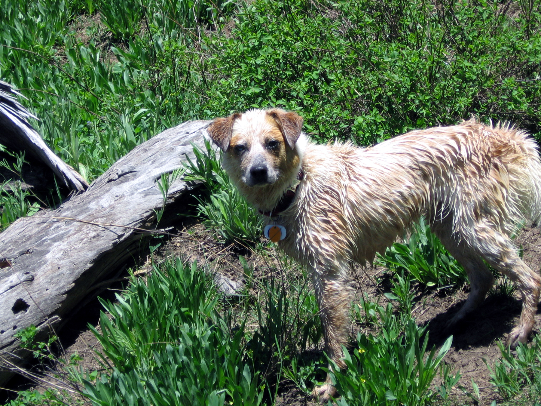 dog looking at camera while standing in field with wood and grass