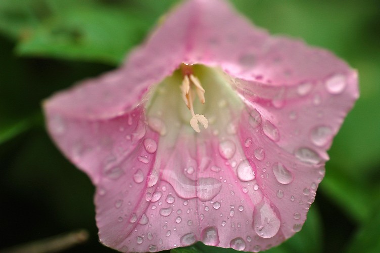 pink flower with water drops on the petals