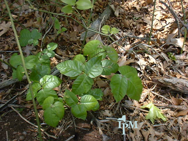 an object in the woods with small leaves