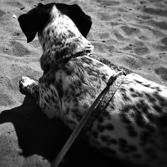 a dalmatian laying on top of the sand