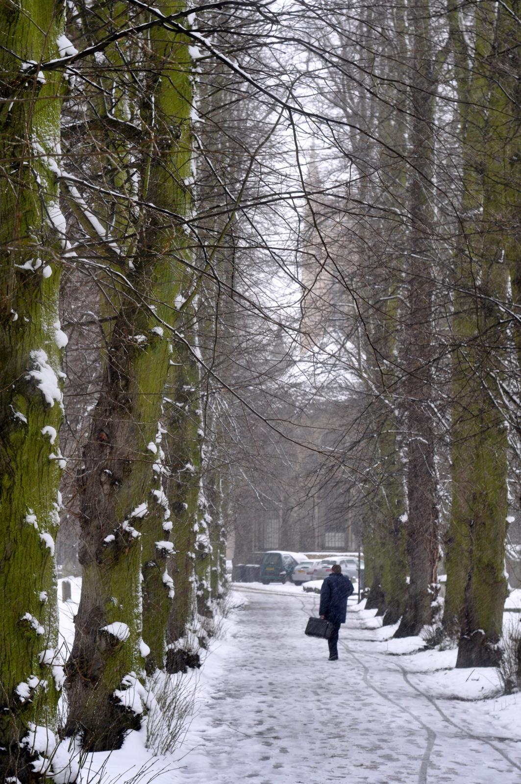 the man is walking down the path next to many large trees