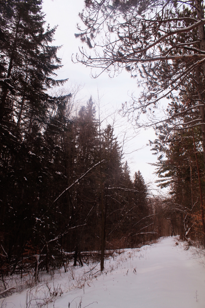 snowy landscape with trees and path through it