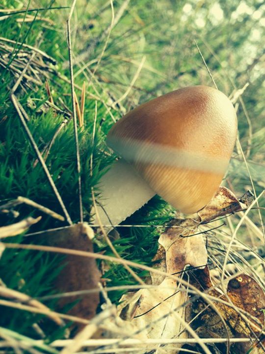 a mushroom is on the ground in the grass