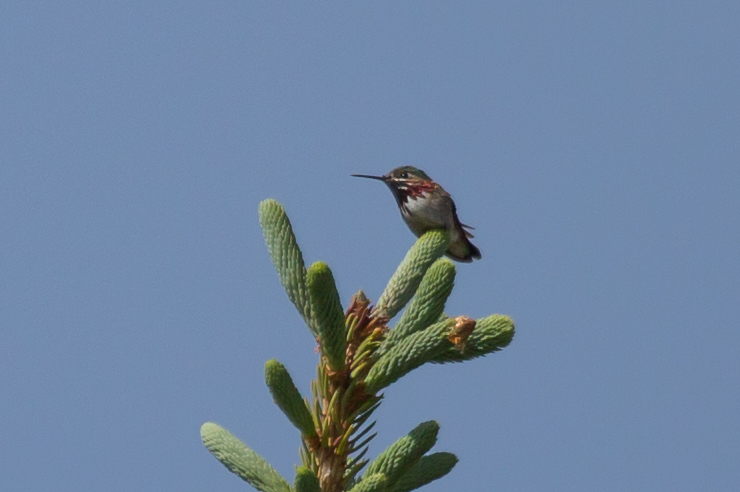 small bird sitting on top of an aloen