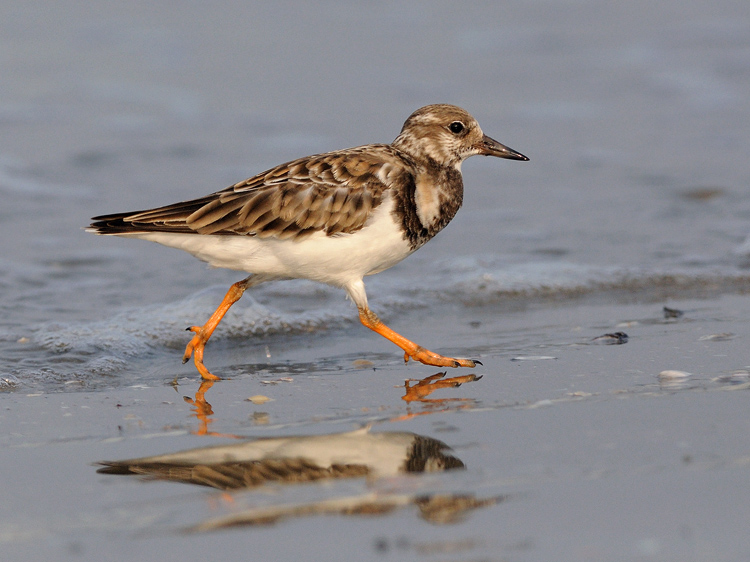 small brown and white bird walking on sandy beach next to water