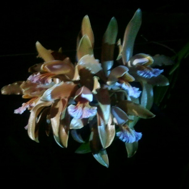 a group of flowers sitting in the dark
