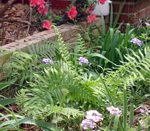 purple flowers and green ferns next to a brick wall