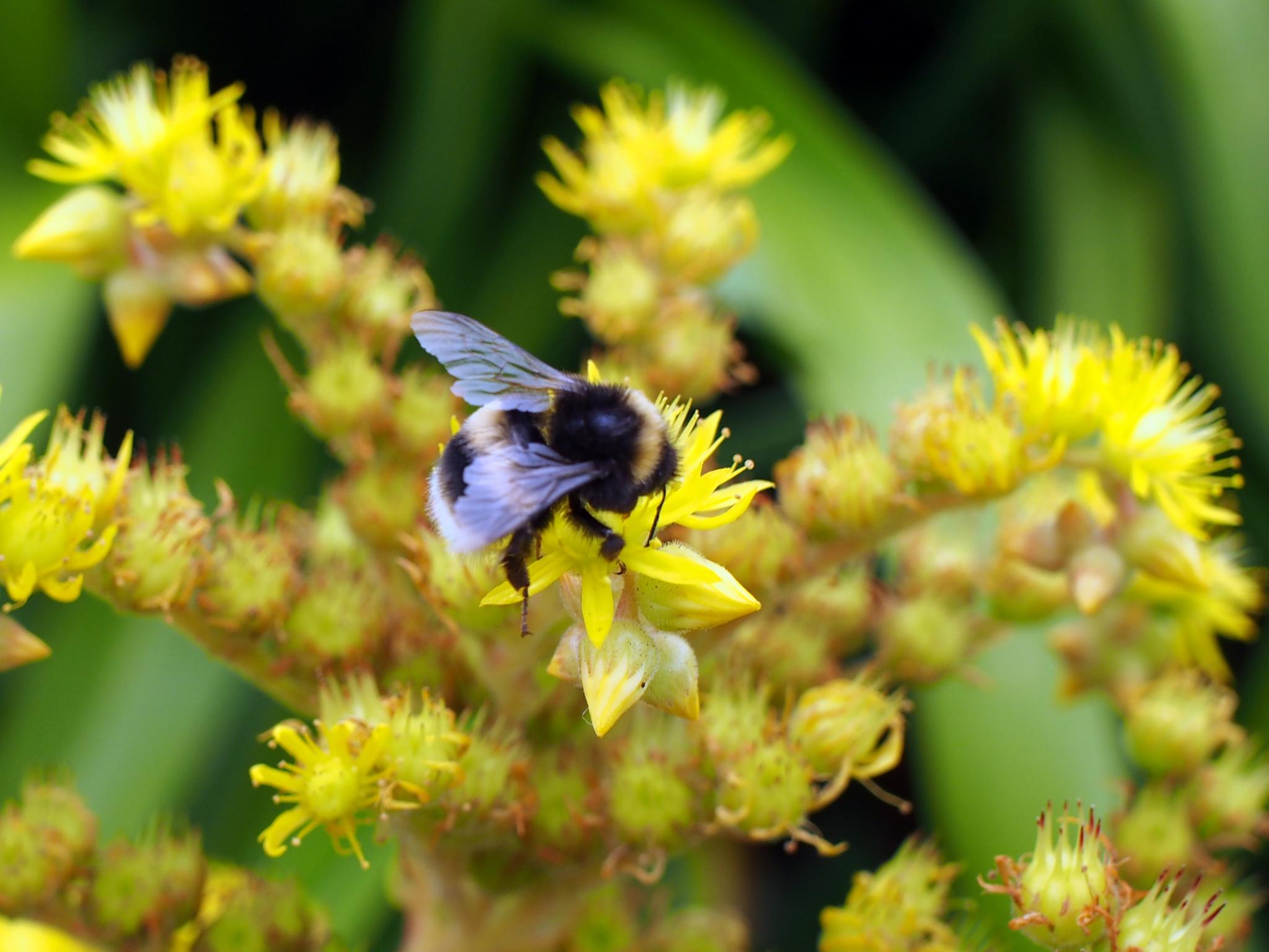 the bum is sitting on the flower stem