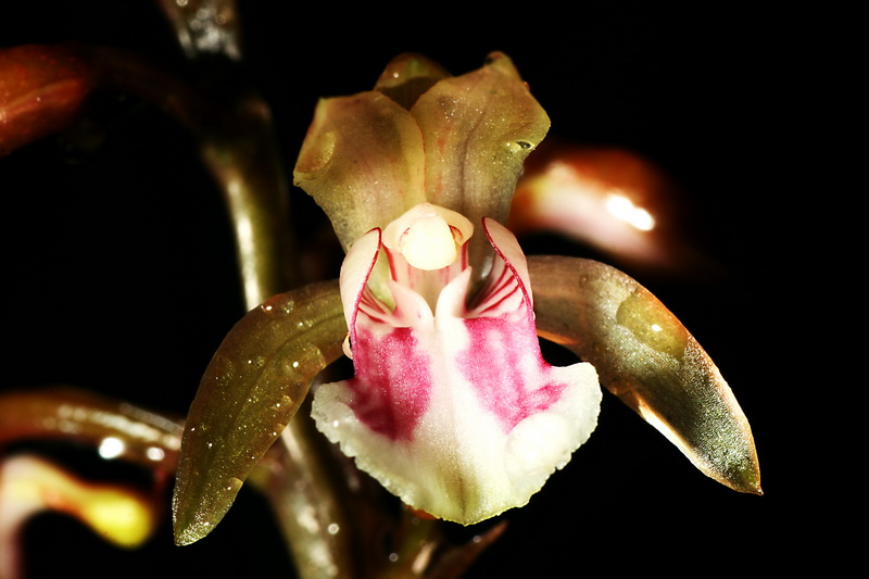 a white and pink flower with lots of water on it