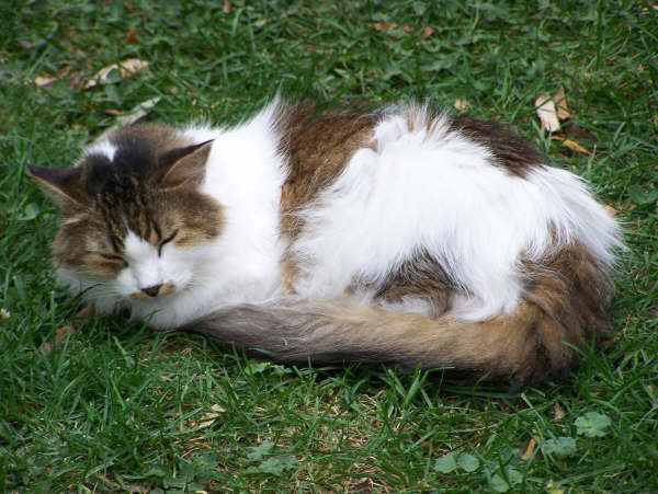 a fluffy cat laying on top of the grass