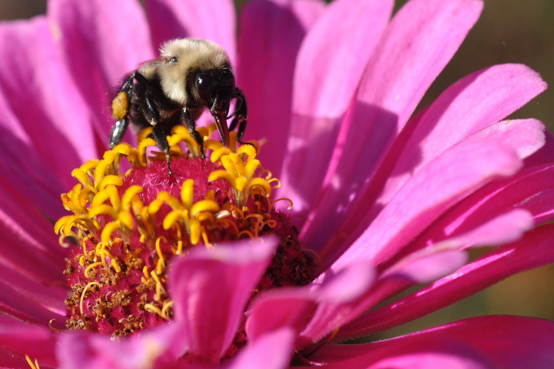 a bee is on top of some flowers