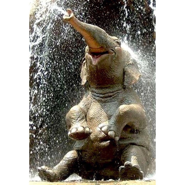 a baby elephant playing in the water with its parents