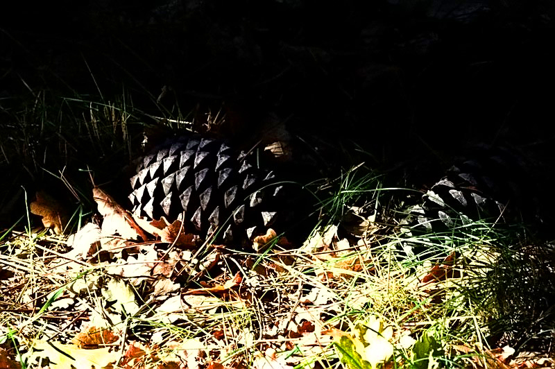 a close up of a very large fake pine cone in the grass