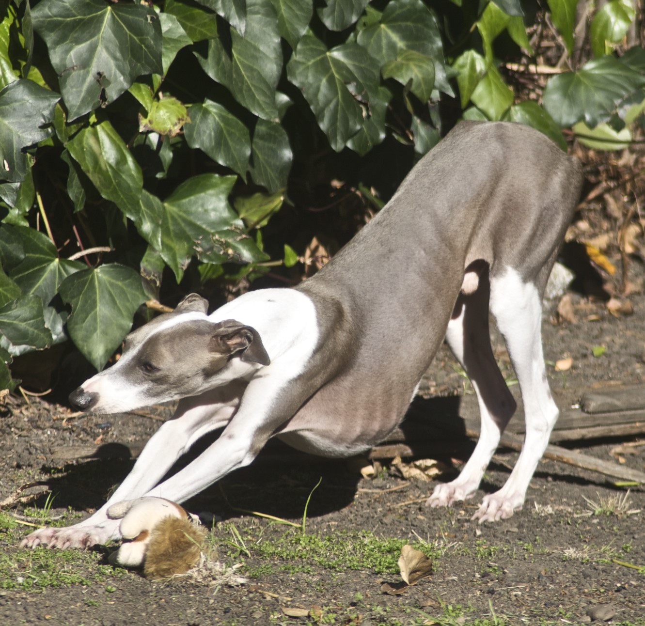 the dog is stretching to catch the ball