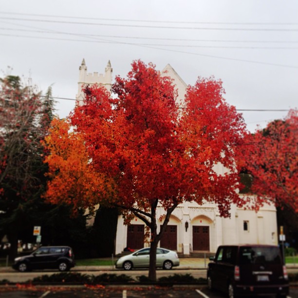 a tree with bright orange and red leaves