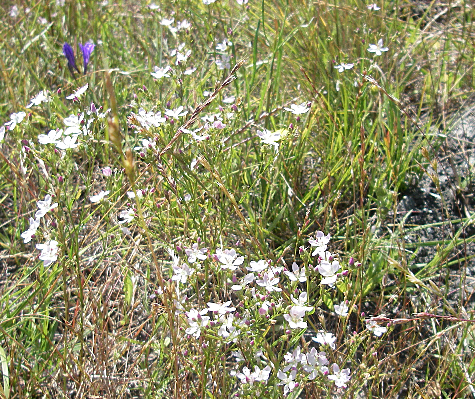 small white flowers in the grass with a rock