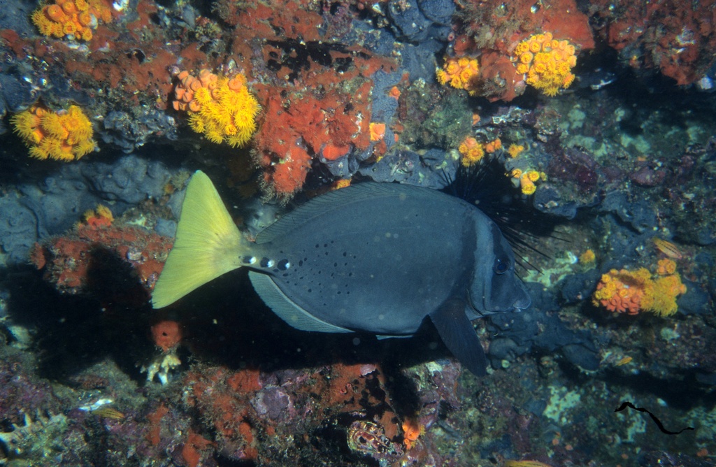 a large black and yellow fish on some corals