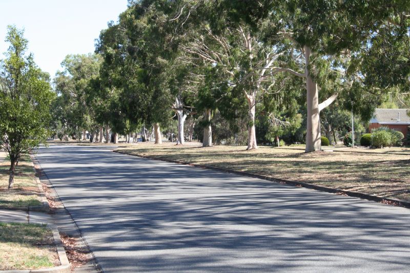 a sidewalk lined with trees and grass