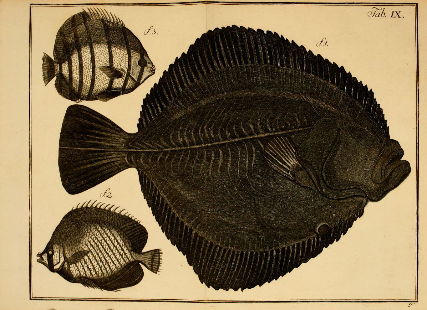 a fish and other sea creatures are depicted in this vintage print