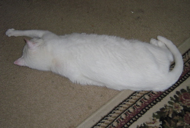a white cat is laying on the floor with it's legs stretched out and looking very happy