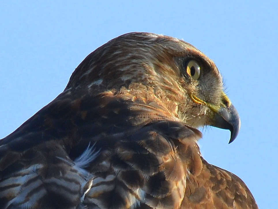 the bird is perched on the perch with its beak extended