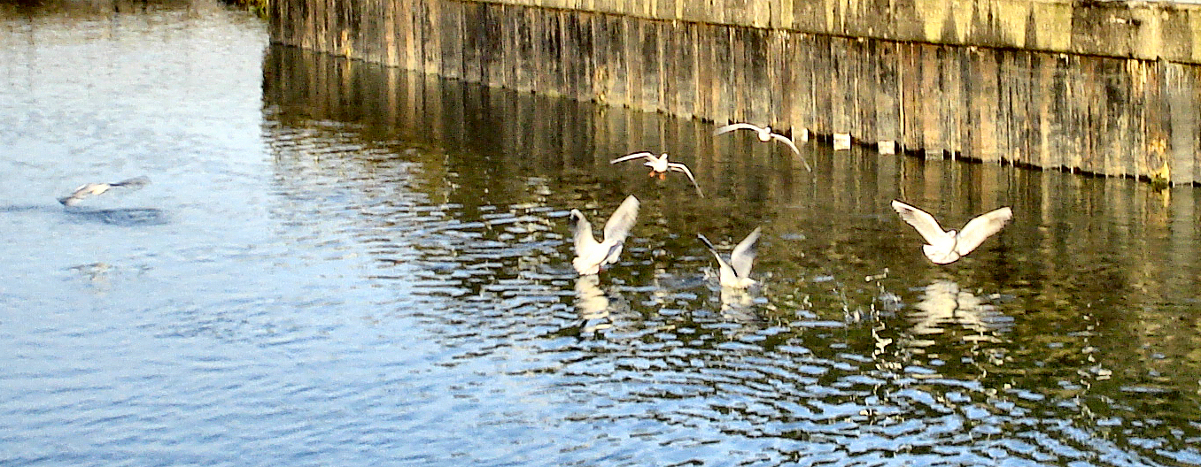 three seagulls are flying above a body of water