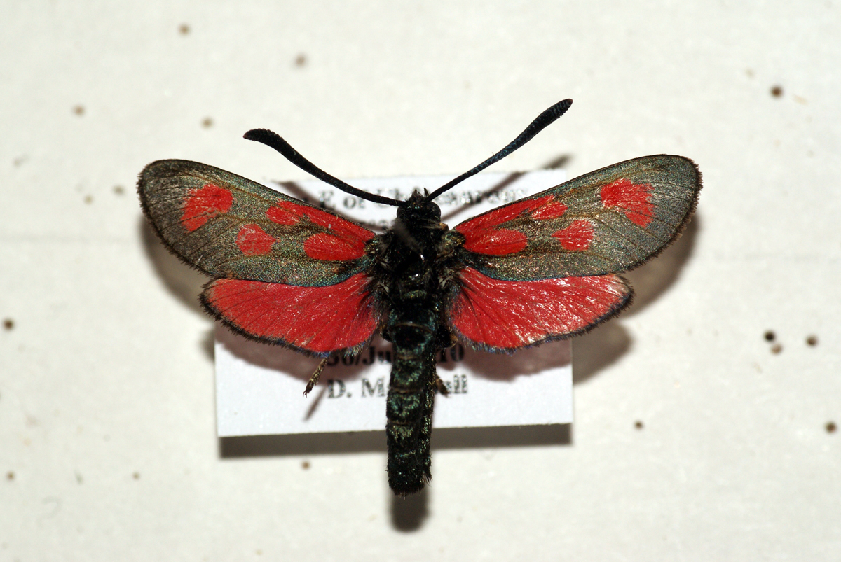 the moth is red, gray and black