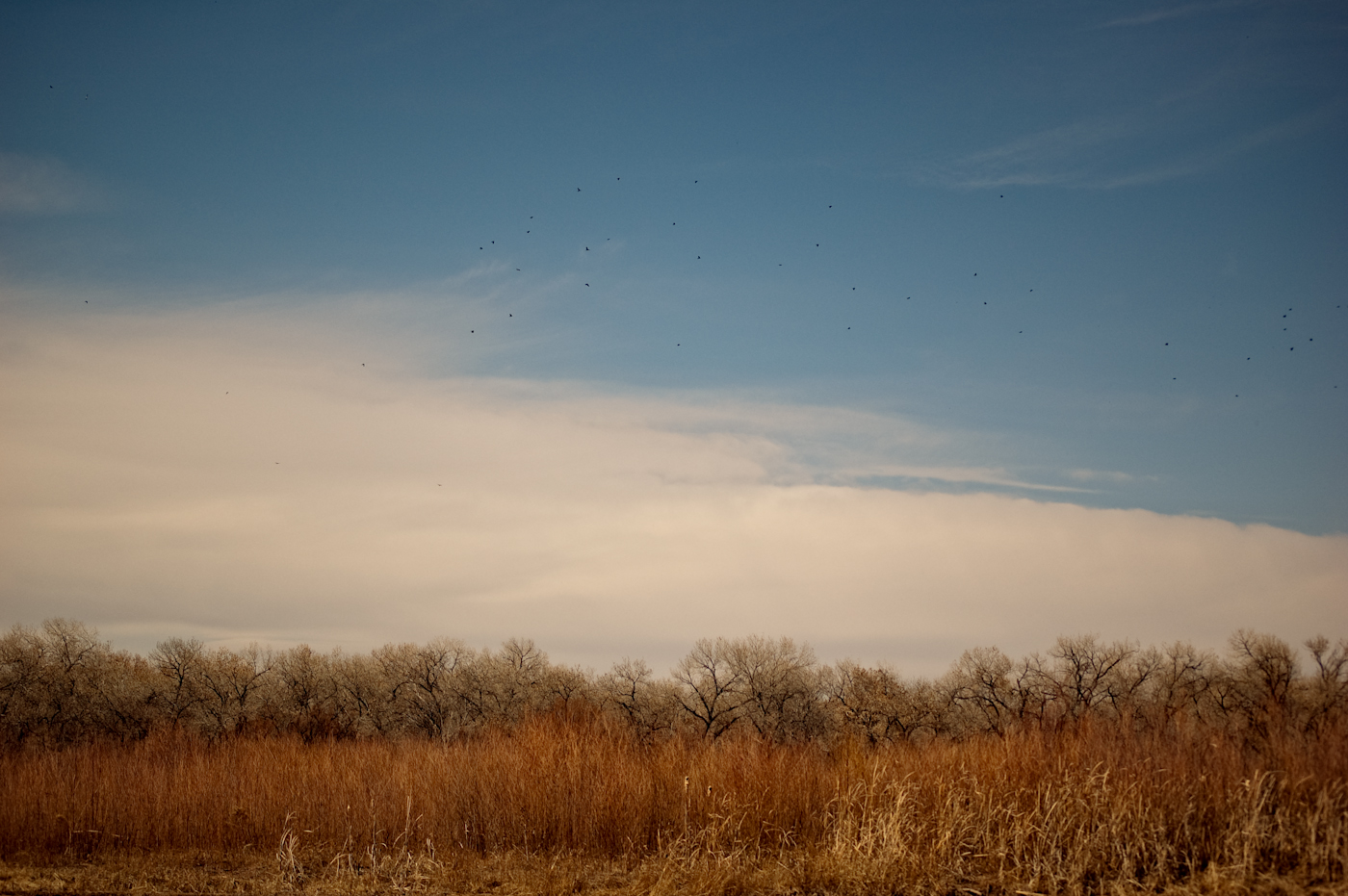 a field with trees and some birds flying in the sky