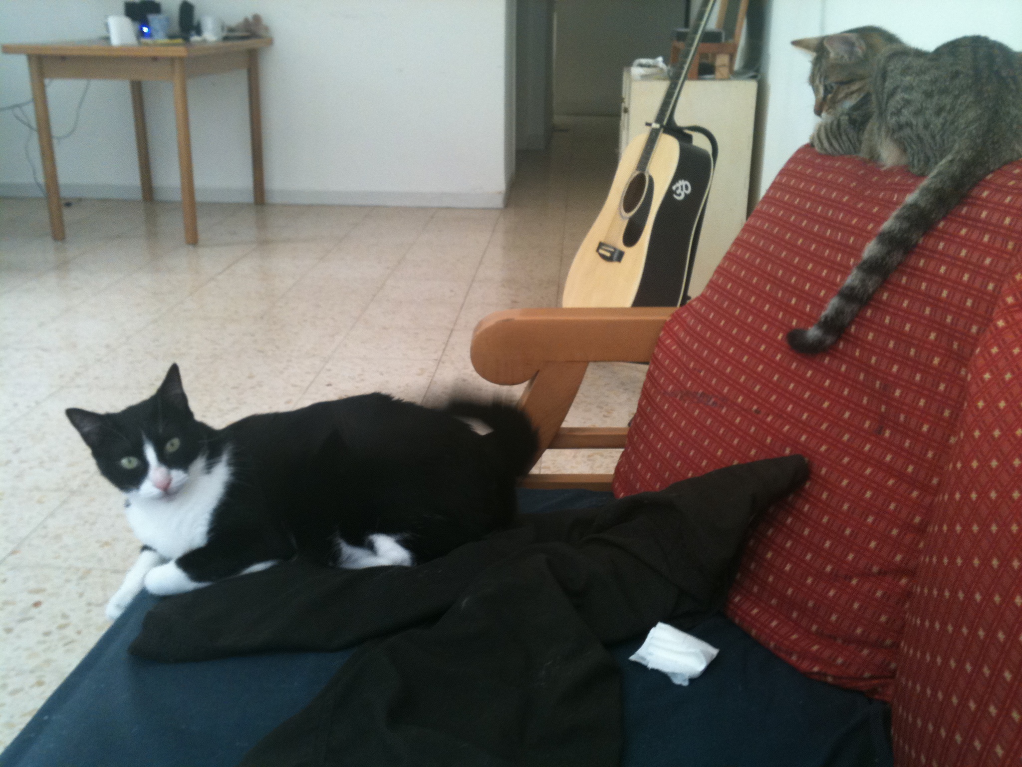 two cats sitting on a chair looking at soing