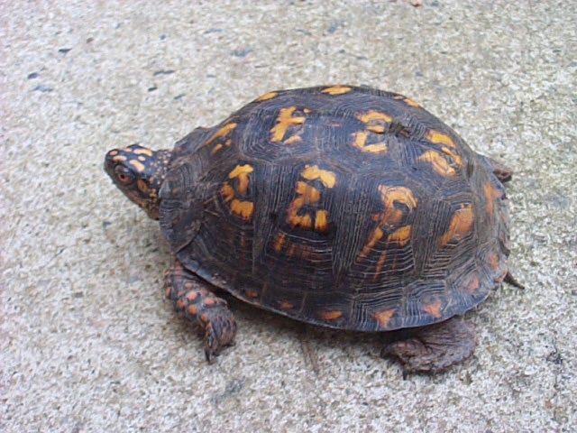 a close up of a turtle on a pavement