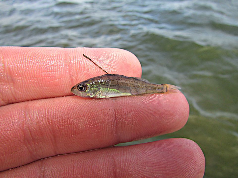 a close up of a small fish on the palm of a person