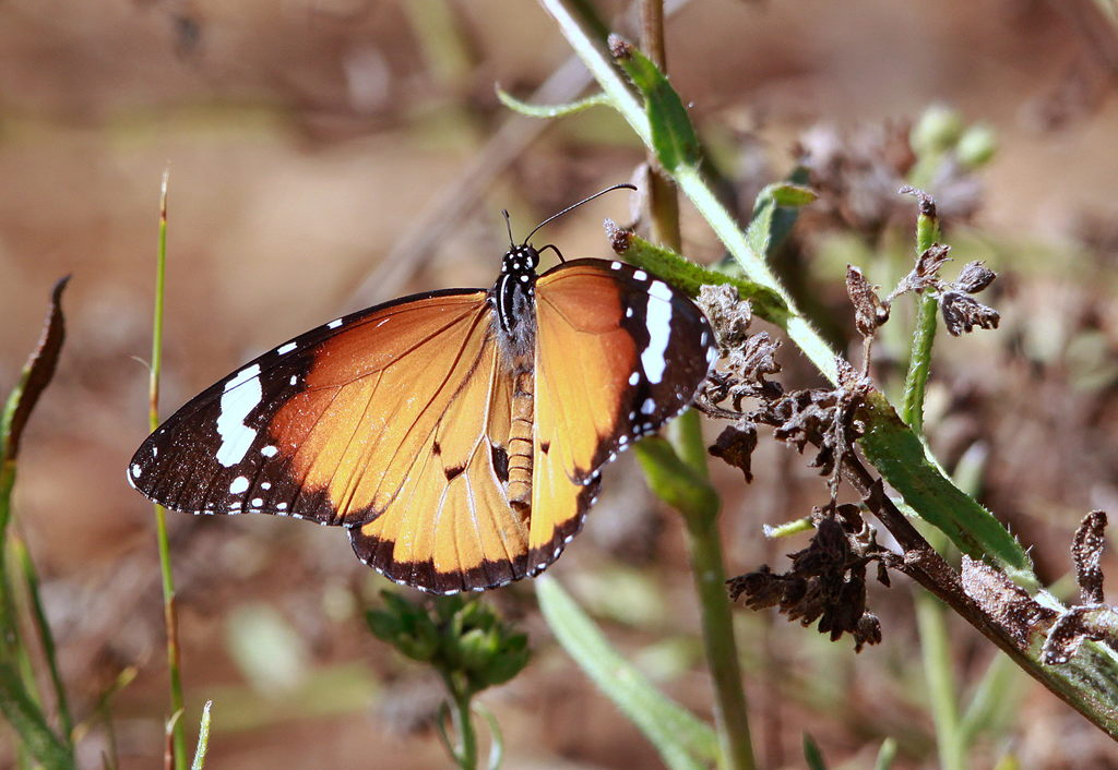 the bright orange and white erfly is perched on a flower